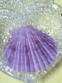 紫贝壳之美好的回忆