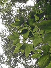 草木村