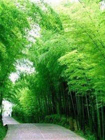 六月的盛夏