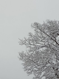 两颗豆芽的故事