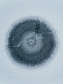 夢(mèng)中茶