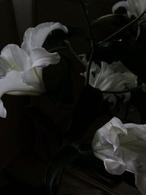 魂归情——d647
