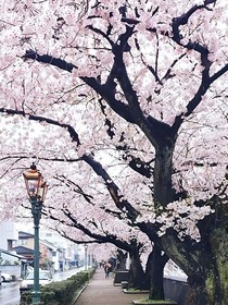 櫻花時(shí)節(jié)，青春物語(yǔ)