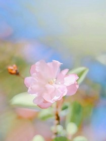 故里，長安