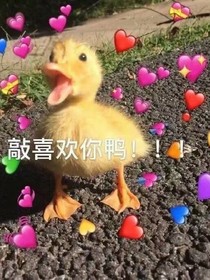 今天也要表白你