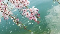 煙花一場(chǎng)不經(jīng)涼