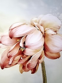 双影花