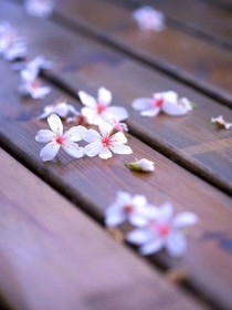 巷尾的桃花开了