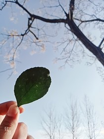 蝴蝶恨