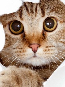 猫猫朋友圈
