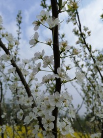 故人叹花旧——d725