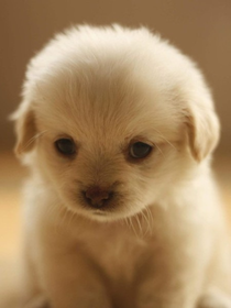 犬王的故事