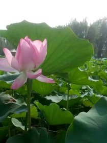 霸道总裁爱上穿越嫡小姐