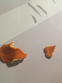 橘瓣和白須