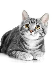 猫王子