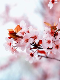 櫻花第五故事集