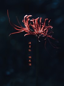 彼岸红，相思泪
