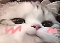 晚安，苏老师