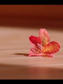 四月朱砂