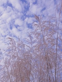 憶五四崢嶸歲月，請(qǐng)長(zhǎng)纓不負(fù)青春