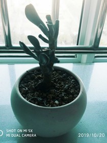 ……爱情语录