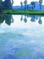陳情兩生二