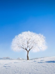 查理九世之空花若水