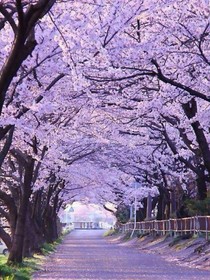 櫻花下之人