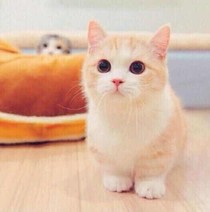 书名正在修改1585631751269092235