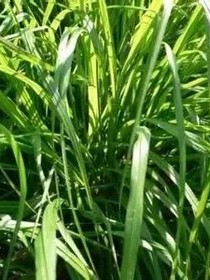 草稿素材