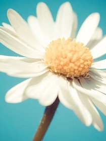 離婚后，她依然燦爛如花