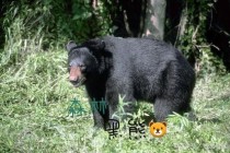 森林黑熊