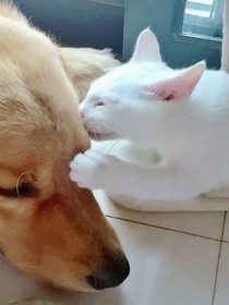 狗小呆和猫小傻的故事