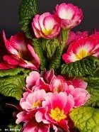 小花仙之櫻草花精靈王