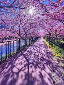 4月11日