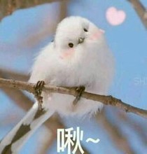 想和你一起溫柔歲月