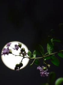 夜安几许飞花渡