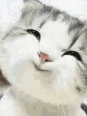 精灵？不，老子是神！