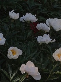 你的名字，我的心事儿——d827