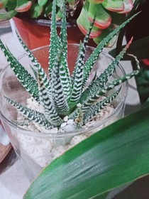 是不夠愛你
