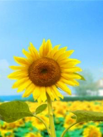 4月15日