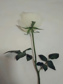 那個(gè)踩在你心上行走的人