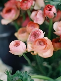 花语，蔷薇