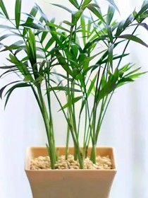 若近洛远