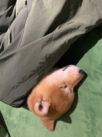 仙猪图片铺
