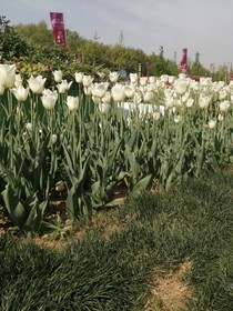 绝世彼岸花