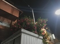 告白日