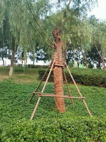 飞龙在世