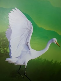 快穿：宿主，刀放下