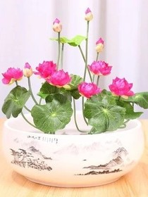 碗蓮種植日記